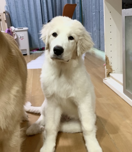 ご縁が決まりました。ありがとうございました。 犬の販売 1253