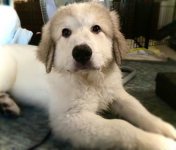 ありがとうございました 犬の販売 1254