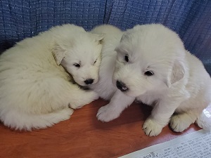 真っ白コロコロのピレニーズ☆彡 犬の販売 1268