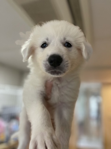 賢い子です! 犬の販売 1269