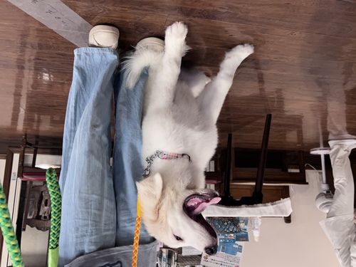 ご家族様決まりました。ありがとうございました 犬の販売 1270
