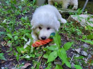 グレートピレニーズ 犬の販売・譲渡 1282 真っ白コロコロのピレニーズ☆彡