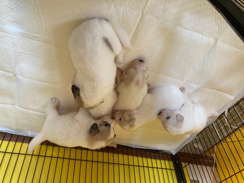 グレートピレニーズ 犬の販売・譲渡 1283 可愛いピレ兄妹