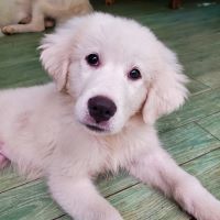 グレートピレニーズ 犬の販売・譲渡 1288 7月15日産まれの真っ白コロコロのピレニーズ☆彡