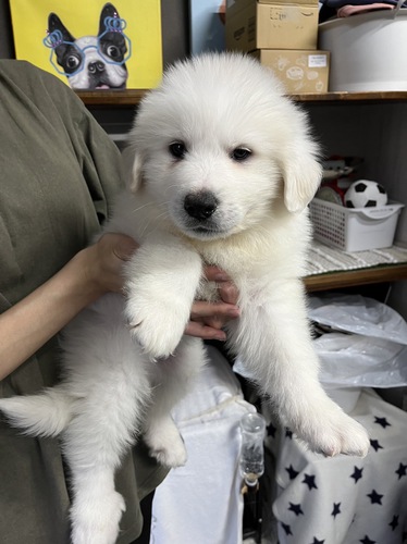 グレートピレニーズ 犬の販売・譲渡 1292 両親50キロ以上