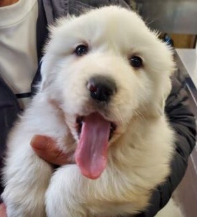 グレートピレニーズ 犬の販売・譲渡 1294 真っ白ムチムチのピレニーズ☆彡