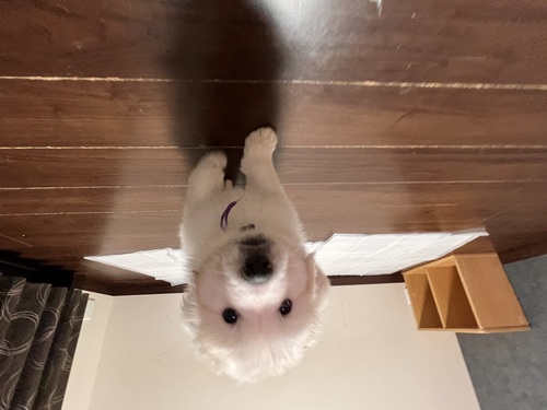 グレートピレニーズ 犬の販売・譲渡 1295 オーナー様が決まりました。ありがとうございました。