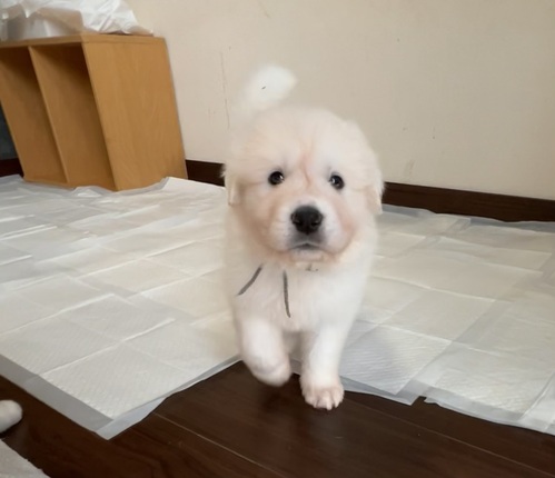 グレートピレニーズ 犬の販売・譲渡 1297 オーナー様が決まりました。ありがとうございました。