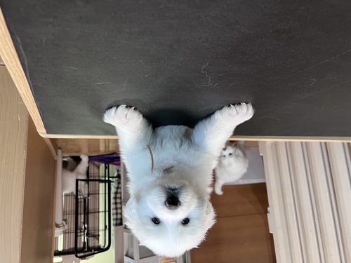 グレートピレニーズ 犬の販売・譲渡 1299 新しいご家族様決まりました。ありがとうございました