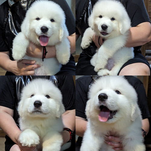 グレートピレニーズ 犬の販売・譲渡 1301 パパチャンピオン