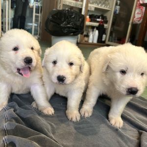 グレートピレニーズ 犬の販売・譲渡 1306 真っ白コロコロのピレニーズ☆彡