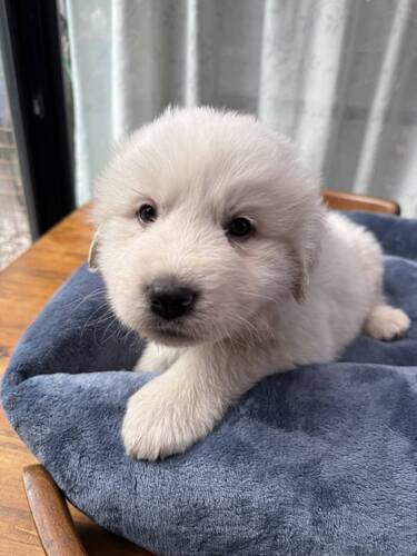 グレートピレニーズ 犬の販売・譲渡 1319 真っ白コロコロのピレニーズ☆彡
