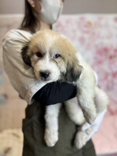 グレートピレニーズ 犬の販売・譲渡 1320 モフモフくん!今だからこその抱っこ!