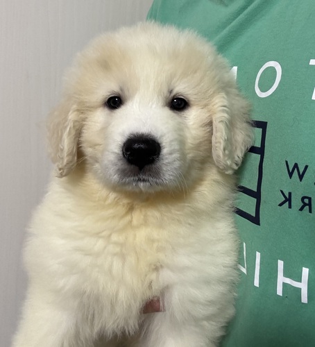 グレートピレニーズ 犬の販売・譲渡 1321 骨格がっちり。可愛いピレくん
