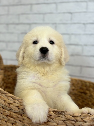 グレートピレニーズ 犬の販売・譲渡 1322 まっしろプリンセス6689