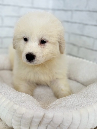 グレートピレニーズ 犬の販売・譲渡 1324 ふわふわホワイト王子2003