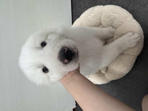 グレートピレニーズ 犬の販売・譲渡 1326 多頭兄弟のがっちり男の子