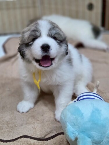 グレートピレニーズ 犬の販売・譲渡 1329 可愛いマーキングのピレちゃん