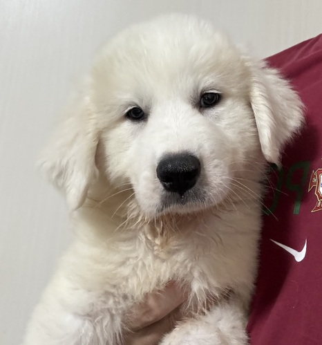 グレートピレニーズ 犬の販売・譲渡 1331 可愛いお顔のグレピレちゃん
