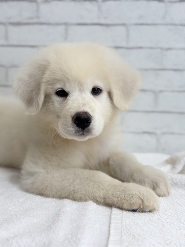 グレートピレニーズ 犬の販売・譲渡 1335 ホワイト5674