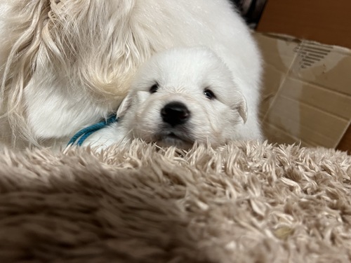 グレートピレニーズ 犬の販売・譲渡 1338 もふもふなグレートピレニーズの子供達