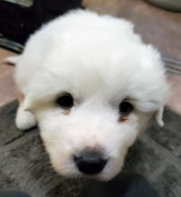 �O���[�g�s���j�[�Y ���̔̔��E���n 1339 �^�����R���R���̃s���j�[�Y���c