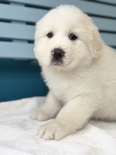 �O���[�g�s���j�[�Y ���̔̔��E���n 1340 �z���C�g5698