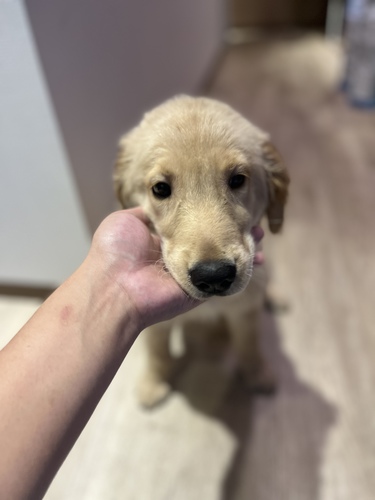 ゴールデン・レトリーバー 犬の販売・譲渡 4916 優しいお顔のゴールデン