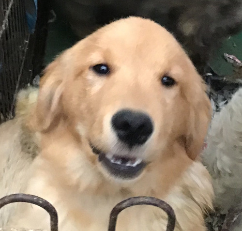 ゴールデン・レトリーバー 犬の販売・譲渡 4923 生後9ヶ月の男の子
