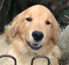 S[fEg[o[ q T 9̒j̎q 4923