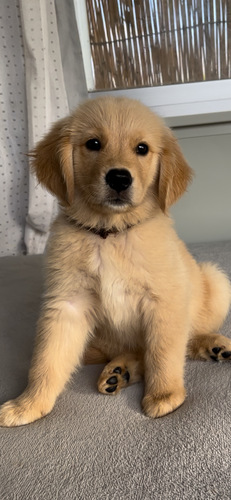 ゴールデン・レトリーバー 犬の販売・譲渡 4925 日を追う事に美しく賢く素晴らしい女の子です。