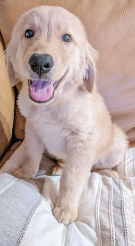 ゴールデン・レトリーバー 犬の販売・譲渡 4935 ゴールデンの男の子です。