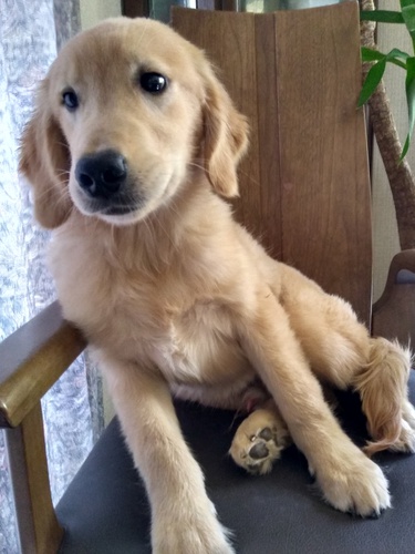 ゴールデン・レトリーバー 犬の販売・譲渡 4937 ゴールデン 5ヶ月の男の子♪