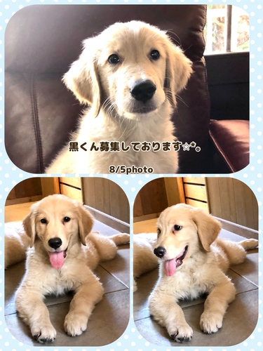 ゴールデン・レトリーバー 犬の販売・譲渡 4943 ☆ゴールデン赤ちゃん決まりました。