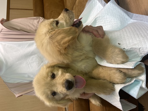 ゴールデン・レトリーバー 犬の販売・譲渡 4946 太めの可愛いゴールデン