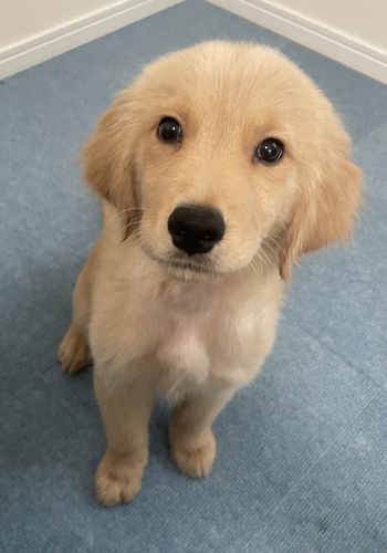 ゴールデン・レトリーバー 犬の販売・譲渡 4948 おっとりマイペースな男の子♪