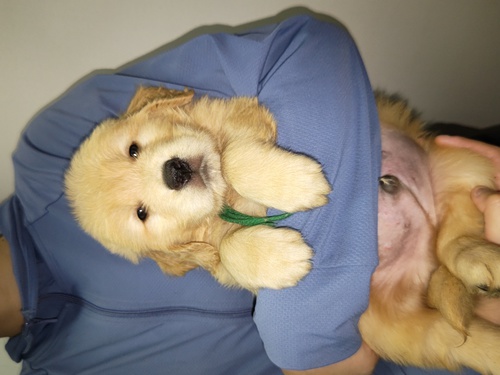 ゴールデン・レトリーバー 犬の販売・譲渡 4950 パパはJKCチャンピオンです‼️