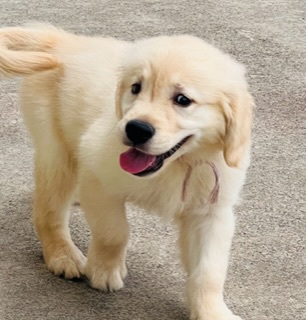 ゴールデン・レトリーバー 犬の販売・譲渡 4954 全て飼い主様決まりました。