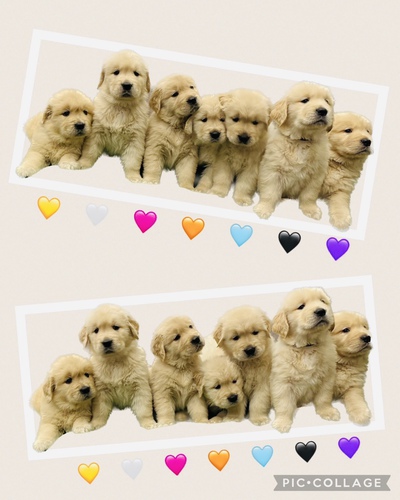 ゴールデン・レトリーバー 犬の販売・譲渡 4956 最良血統 性格 訓練、骨量、毛量、お顔最高