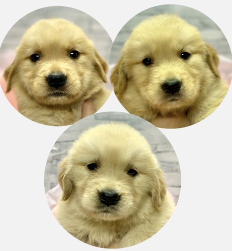 ゴールデン・レトリーバー 犬の販売・譲渡 4957 美人な女の子たち