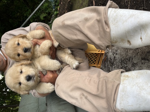 ゴールデン・レトリーバー 犬の販売・譲渡 4958 マズル短いとても可愛い子達です