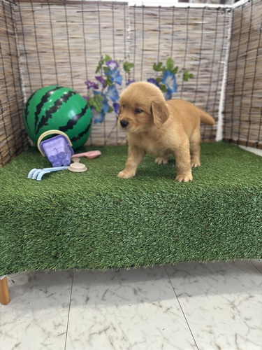 ゴールデン・レトリーバー 犬の販売・譲渡 4964 飼い主様募集中❣️