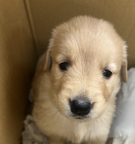 ゴールデン・レトリーバー 犬の販売・譲渡 4966 可愛いゴールデンの赤ちゃん