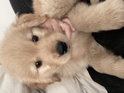 ゴールデン・レトリーバー 犬の販売・譲渡 4972 甘えん坊さん♪膝の上が大好き!