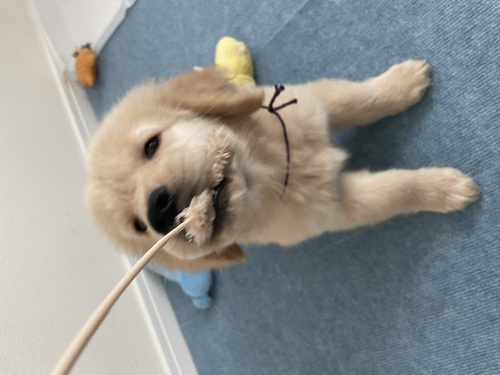 ゴールデン・レトリーバー 犬の販売・譲渡 4973 玩具大好き!喜怒哀楽がわかりやすい子
