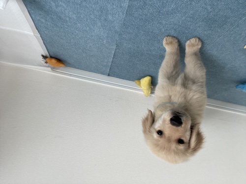 ゴールデン・レトリーバー 犬の販売・譲渡 4974 人大好き!犬大好き!