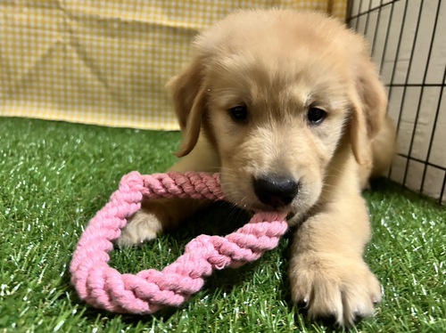 ゴールデン・レトリーバー 犬の販売・譲渡 4975 鼻の詰まった男の子