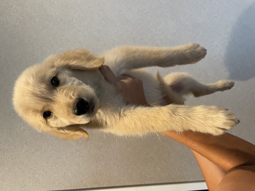 ゴールデン・レトリーバー 犬の販売・譲渡 4976 込み込み価格です