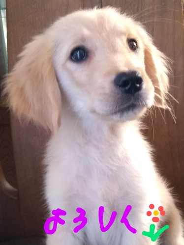 ゴールデン・レトリーバー 犬の販売・譲渡 4977 ゴールデンレトリバー仔犬♪