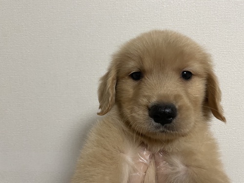 ゴールデン・レトリーバー 犬の販売・譲渡 4983 マイペースな子です!!